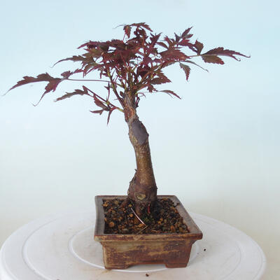 Outdoor bonsai - Acer palm. Atropurpureum-Red palm leaf - 4