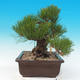 Outdoor bonsai - Pinus thunbergii - Thunberg Pine - 4/5
