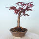 Outdoor bonsai - Acer palm. Atropurpureum-Red palm leaf - 4/5