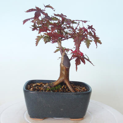 Outdoor bonsai - Maple palmatum DESHOJO - Maple palmate - 4