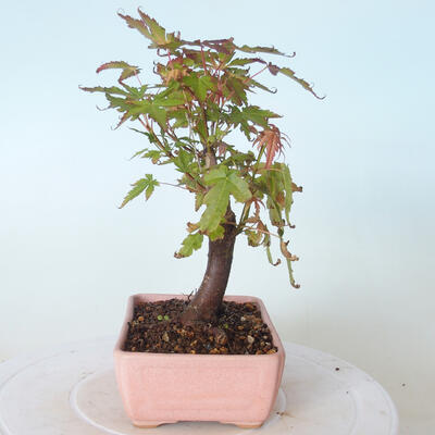 Outdoor bonsai - Maple palmatum sangokaku - Maple palm leaf - 4