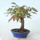 Outdoor bonsai - Maple palmatum sangokaku - Maple palm leaf - 4/5