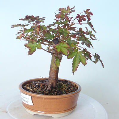 Outdoor bonsai - Maple palmatum sangokaku - Maple palm leaf - 4