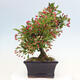 Outdoor bonsai - Malus sargentii - Small-fruited apple tree - 4/6