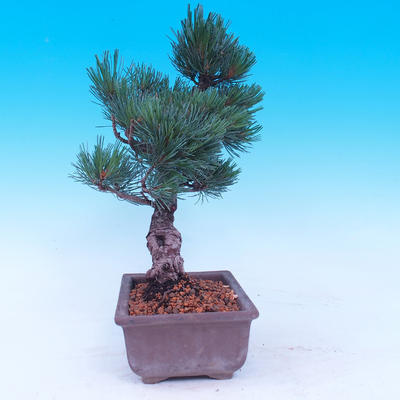 Outdoor bonsai - Small tree bark - Pinus parviflora glauca - 4
