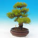 Outdoor bonsai - Pinus densiflora - red pine - 4/6