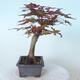 Outdoor bonsai - Maple palmatum DESHOJO - Maple palmate - 4/6