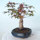 Outdoor bonsai - Maple palmatum DESHOJO - Maple palmate - 4/6