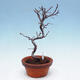 Outdoor bonsai - Chaneomeles chinensis - Chinese Quince - 4/4