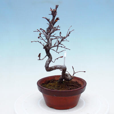 Outdoor bonsai - Chaneomeles chinensis - Chinese Quince - 4