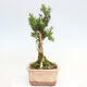 Room bonsai - Buxus harlandii - cork buxus - 4/6