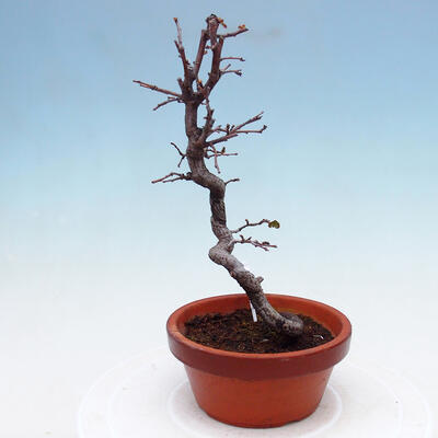 Outdoor bonsai - Chaneomeles chinensis - Chinese Quince - 4