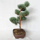 Outdoor bonsai - Pinus sylvestris Watereri - Scots pine VB2019-26848 - 4/4