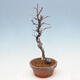 Outdoor bonsai - Chaneomeles chinensis - Chinese Quince - 4/4