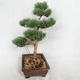 Outdoor bonsai - Pinus sylvestris Watereri - Scots pine VB2019-26852 - 4/4