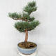 Outdoor bonsai - Pinus sylvestris Watereri - Scots pine VB2019-26859 - 4/4