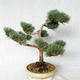 Outdoor bonsai - Pinus sylvestris Watereri - Scots pine VB2019-26868 - 4/4