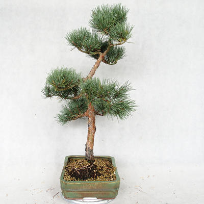 Outdoor bonsai - Pinus sylvestris Watereri - Scots pine VB2019-26877 - 4
