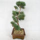Outdoor bonsai - Pinus sylvestris Watereri - Scots pine VB2019-26878 - 4/4