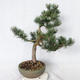 Outdoor bonsai - Pinus Mugo - Pine kneel VB2019-26886 - 4/4
