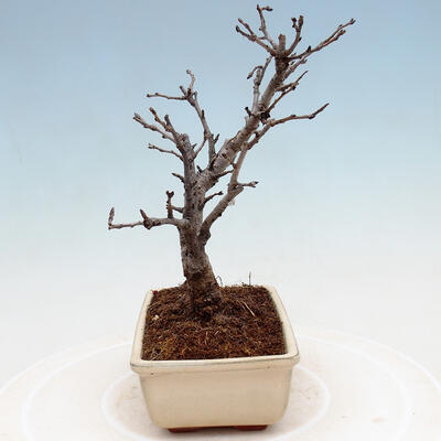 Outdoor bonsai - Photinia villosa - Photinia villosa - 4
