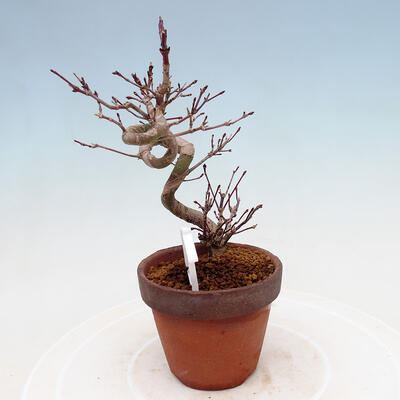 Outdoor bonsai Acer palmatum - Maple palm - 4