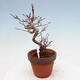 Outdoor bonsai Acer palmatum - Maple palm - 4/4