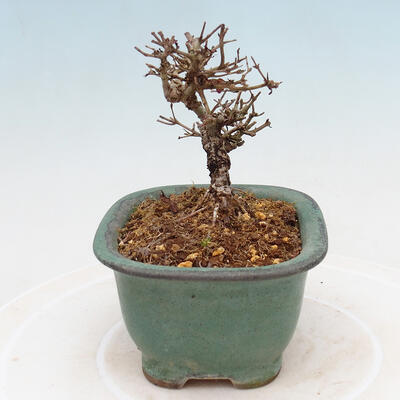 Outdoor bonsai - Ligustrum obtusifolium - Dull-leaved bird's-bill - 4