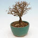 Outdoor bonsai - Ligustrum obtusifolium - Dull-leaved bird's-bill - 4/5