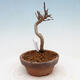Outdoor bonsai - Maple Buergerianum - Maple Burger - 4/5