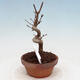 Outdoor bonsai - Maple Buergerianum - Maple Burger - 4/5