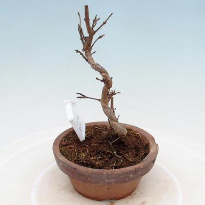 Outdoor bonsai - Maple Buergerianum - Maple Burger - 4