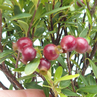Indoor bonsai - Syzygium - Allspice - 4