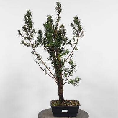 Outdoor bonsai - Taxus cuspidata - Japanese yew - 4
