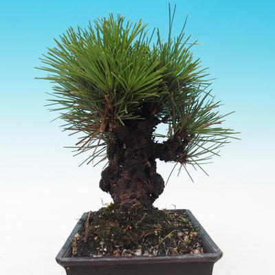 Outdoor bonsai - Pinus thunbergii corticosa - cork pine - 4