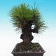 Outdoor bonsai - Pinus thunbergii corticosa - cork pine - 4/5
