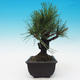 Outdoor bonsai - Pinus thunbergii corticosa - cork pine - 4/4