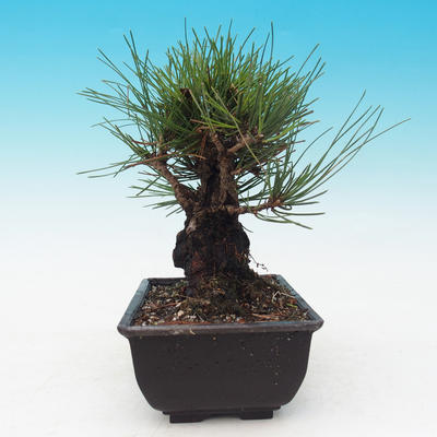 Outdoor bonsai - Pinus thunbergii corticosa - cork pine - 4