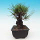 Outdoor bonsai - Pinus thunbergii corticosa - cork pine - 4/4