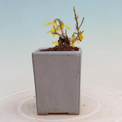 Outdoor bonsai - Zlatice - Forsythia intermedia - 4