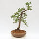 Outdoor bonsai - Larix decidua - Deciduous larch - 4/5