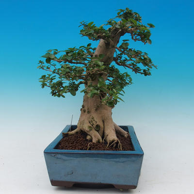 Room bonsai-PREMNA MICROPHYLLA Kozlovoň malolistá - 4