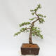 Outdoor bonsai - Larix decidua - Deciduous larch - 4/4