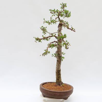 Outdoor bonsai - Larix decidua - Deciduous larch - PALLET TRANSPORT ONLY - 4