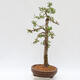 Outdoor bonsai - Larix decidua - Deciduous larch - PALLET TRANSPORT ONLY - 4/5