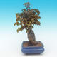 Shohin - Maple-Acer burgerianum on rock - 4/6