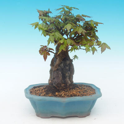 Shohin - Maple-Acer burgerianum on rock - 4
