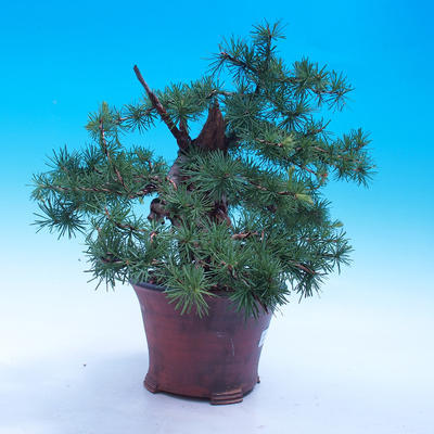 Outdoor bonsai -Larix decidua - Larch deciduous - 4