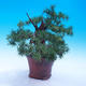 Outdoor bonsai -Larix decidua - Larch deciduous - 4/6