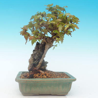 Shohin - Maple-Acer burgerianum on rock - 4